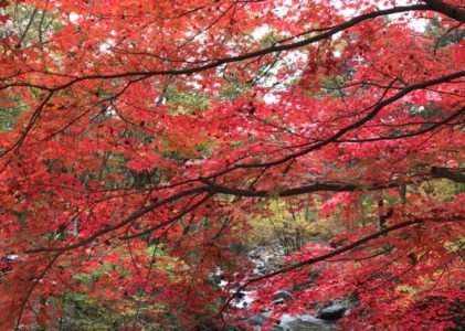 キャンプ日記～紅葉!道志の森キャンプ場～