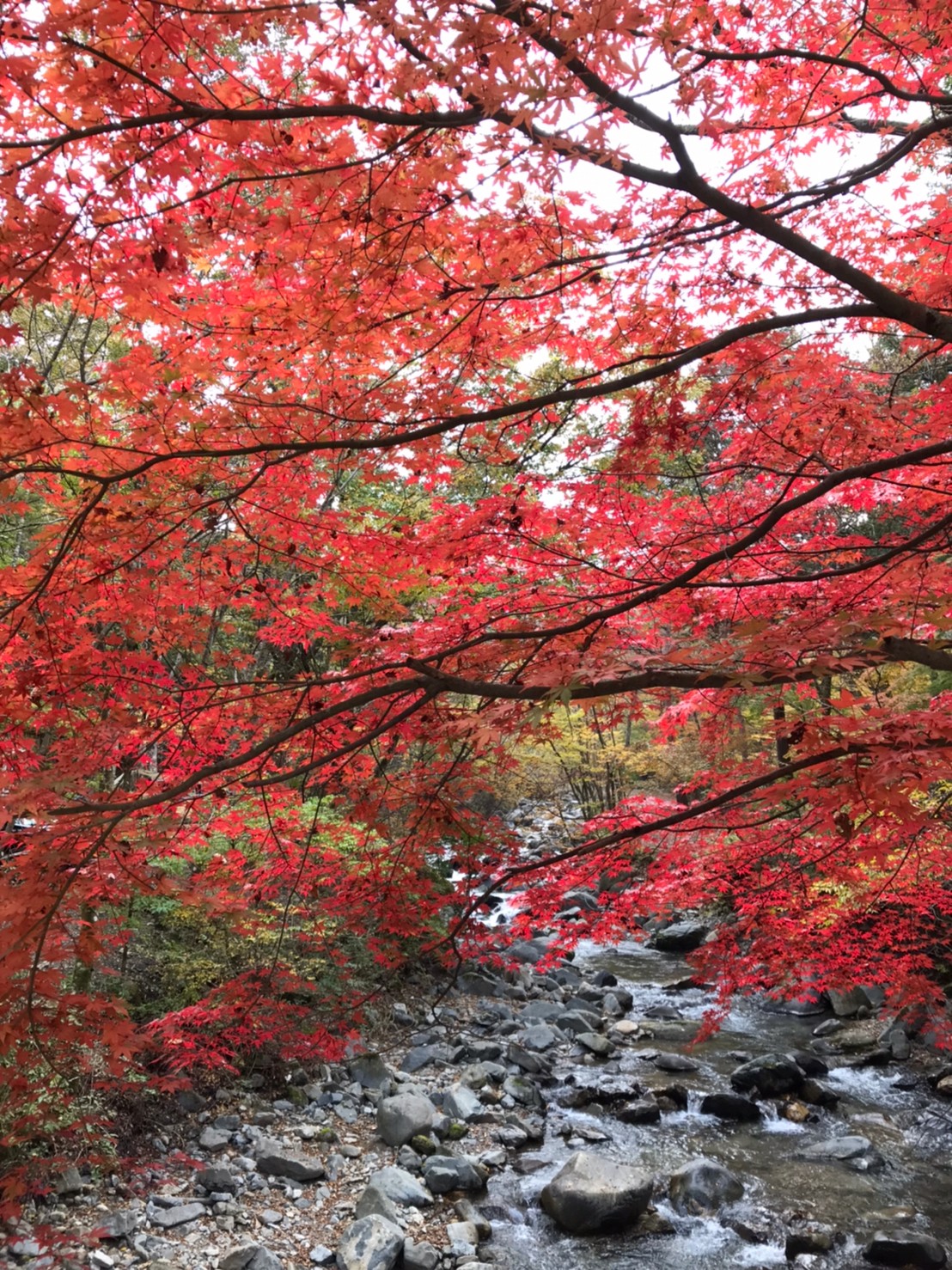 キャンプ日記～紅葉!道志の森キャンプ場～